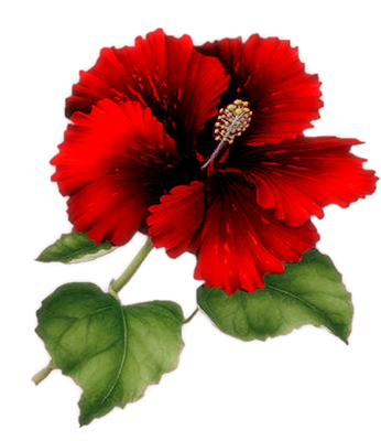 Hibiskus - hibiscus-red2.png