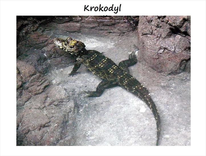 Galeria - krokodyl krótkopyski.jpg