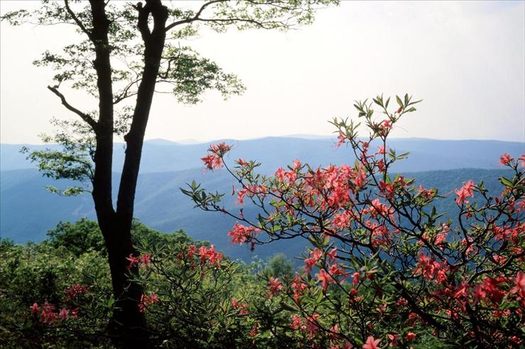 Webshots Collections - Blue Ridge Mountains, North Carolina  SuperStock, Inc..jpg