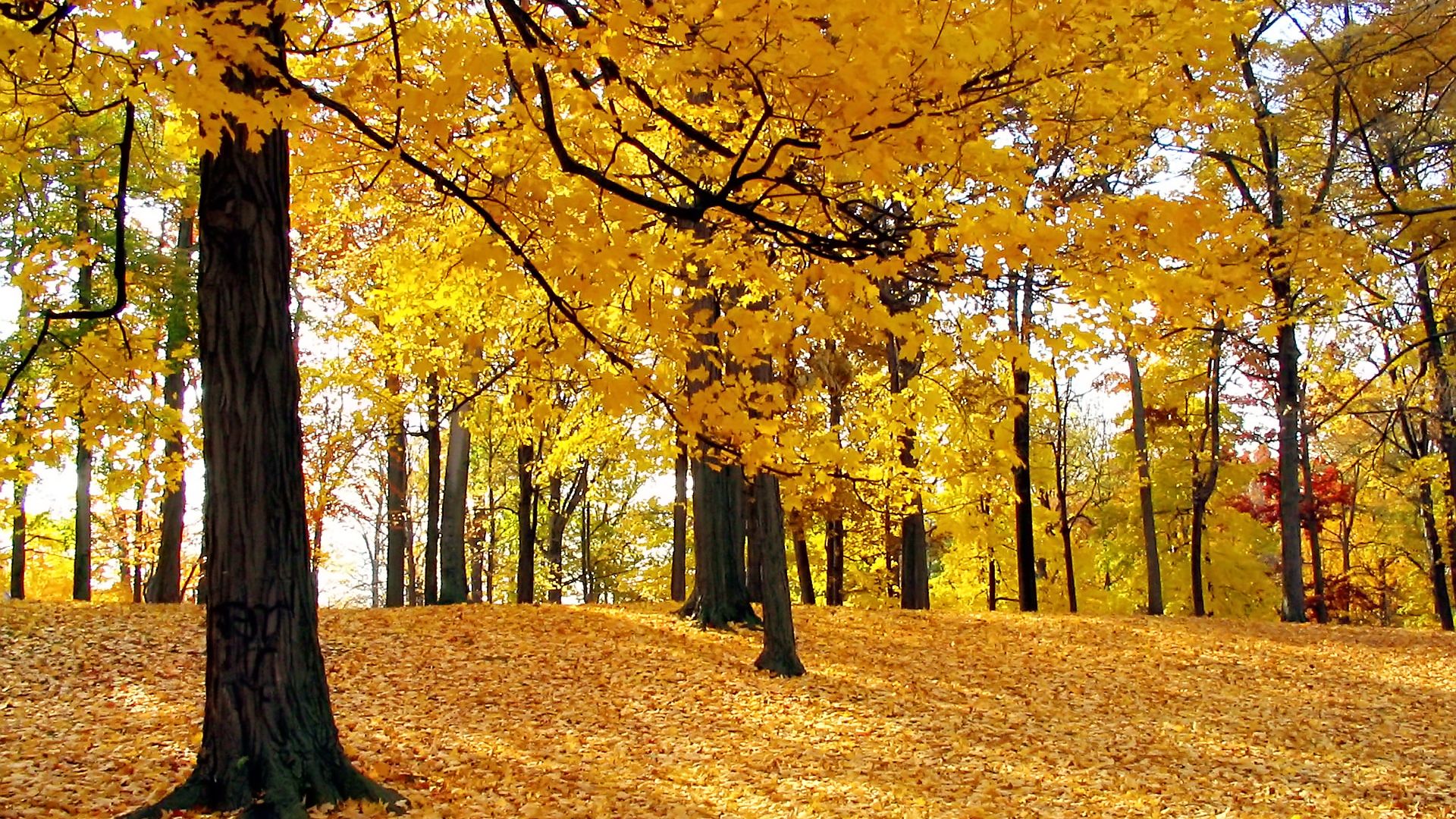 Nature  Abstract - HDTV-Autumn_Trees_1920x1080 HDTV 1080p.jpg