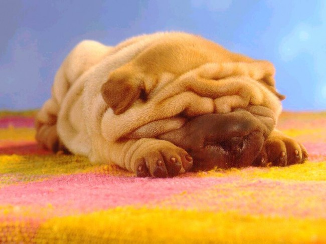 Shar pei - pies_Shar pei szczeniak82.jpg