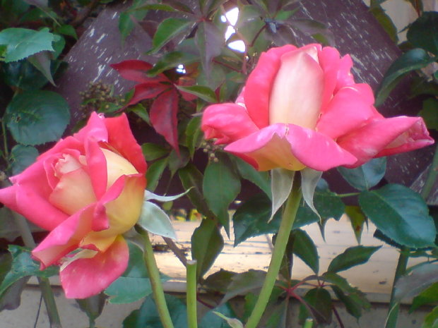 róże - 9d5a49c73d491985gen.jpg