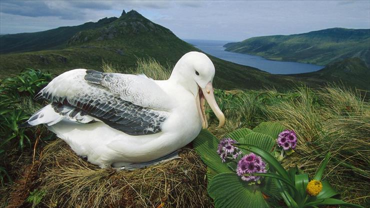 tapety na kompa - Royal Albatross, Campbell Island, New Zealand.jpg