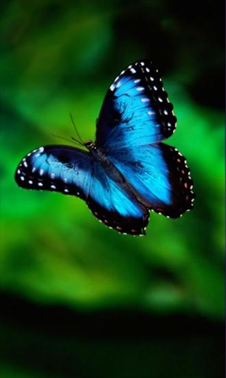 NA TELEFON - Karner_Blue_Butterfly.jpg