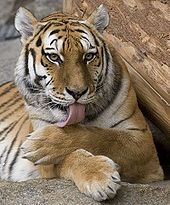 koty dzikie - 170px-Panthera_tigris_cropped1.jpg
