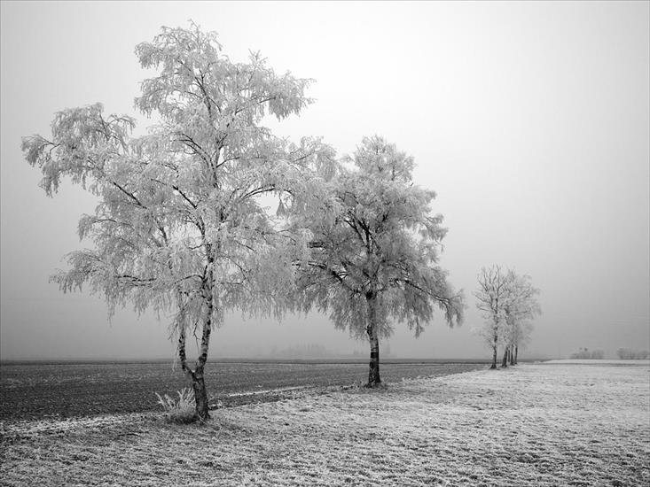 zima1 - Frozen-Trees-1600x1200.jpg