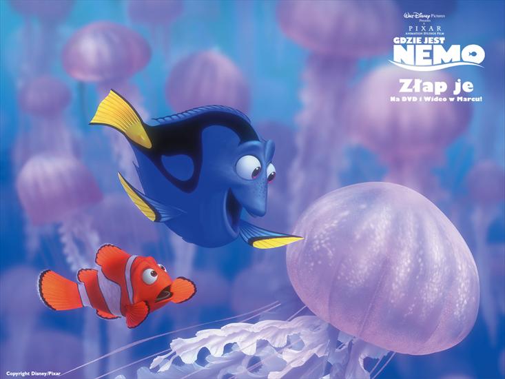 Gdzie jest Nemo - Tapety Gdzie jest Nemo 22.jpg