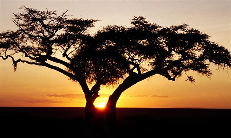 Kenia - safari_sunrise_africa.jpg