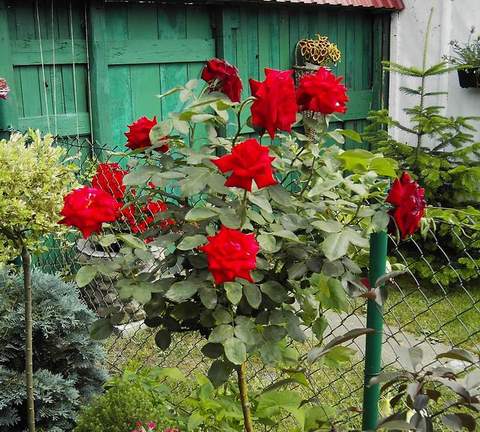 Róże pnące - roza_pienna_czerwona_aida05.jpg