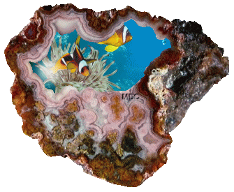 Akwarium Syreny - koral.gif