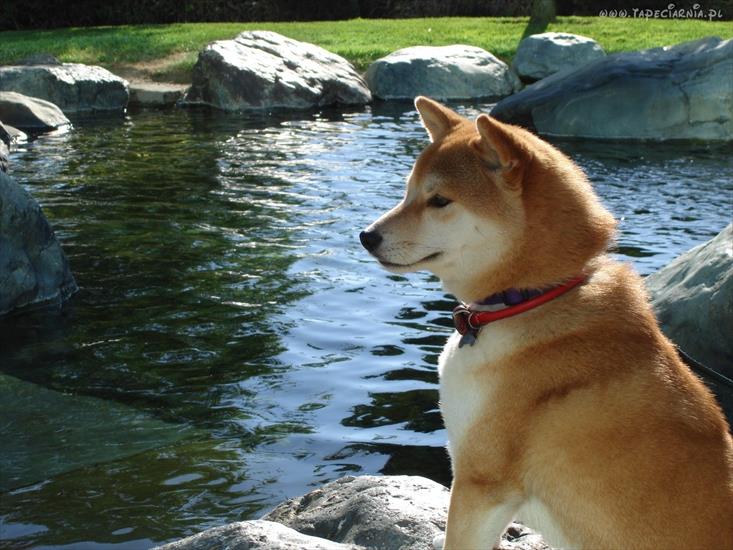 Psy - 41999_shiba_inu_woda_kamienie.jpg