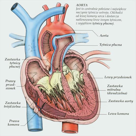 Zdrowie - serce.jpg
