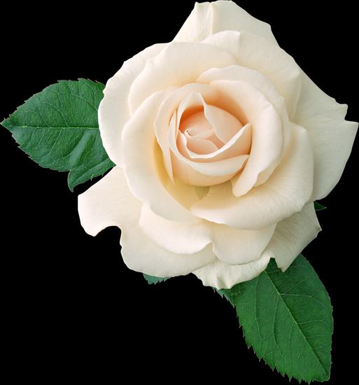 Róże białe - 0_a2cdd_72cef27b_XXXL.png