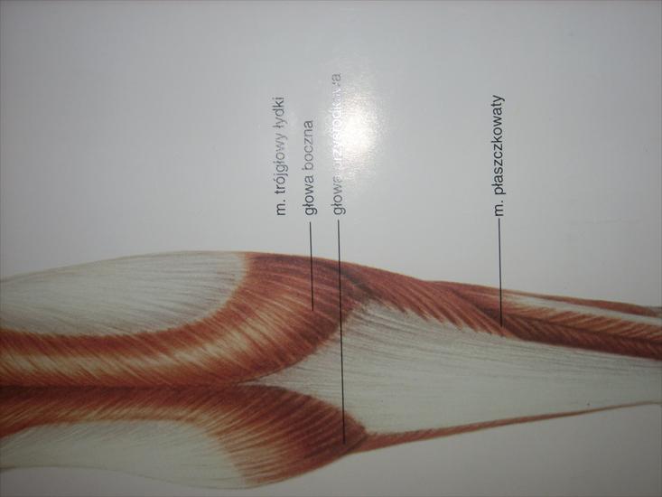 zdjęcia anatomia - SPA52995.JPG