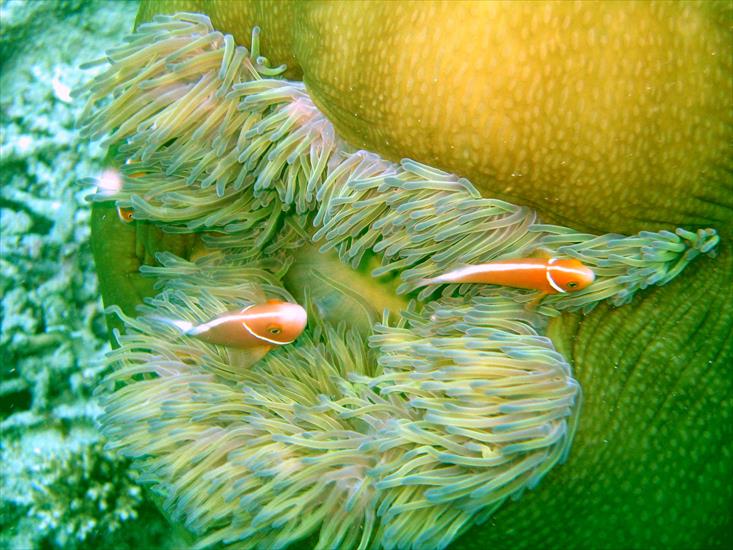 RAFA KORALOWA - IMG_2035--Anemone Fish.jpg