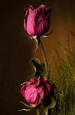 Róża  Lucryssa - roza7.jpg