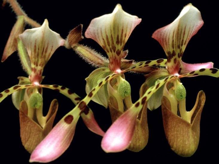 storczyki - www_tapety_jajex_info_orchidee_12.jpg