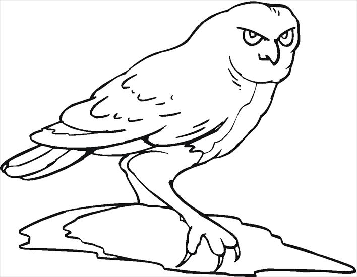 sowa - sowa - kolorowanki ptaki 25.gif