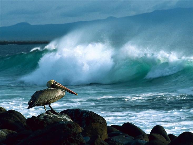 397 ujęć Natury HQ - Brown Pelican, Galapagos.jpg