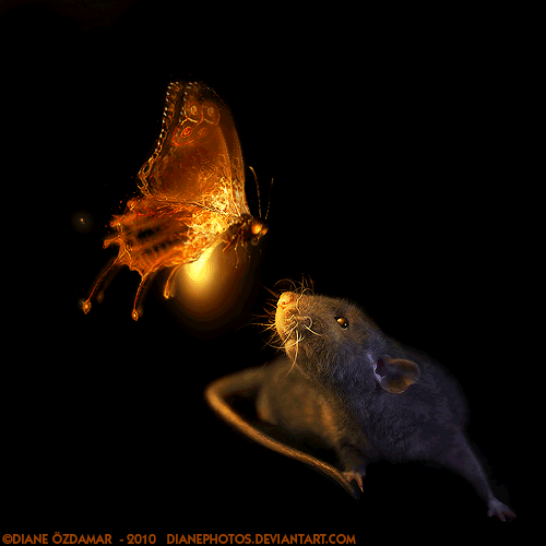 Gify - Animated_firefly_and_Arkanys_by_DianePhotos.gif