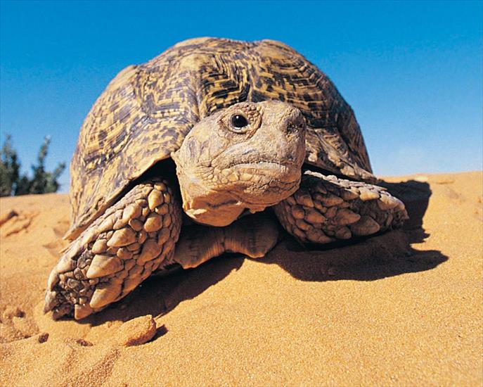 a_o_t_w_w - Leopard Tortoise Kalahari Desert.jpg