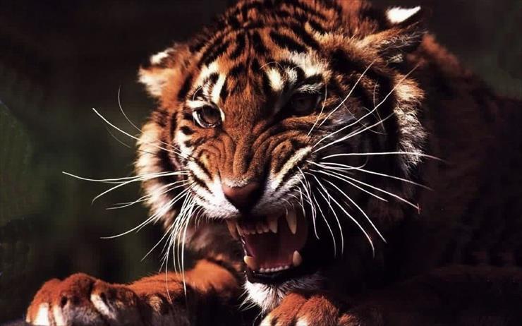 Wallpapers 1440x900 - Angry Tiger.jpg