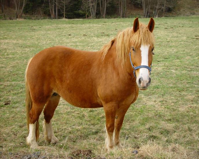 Konie - zwierzeta-konie-1280-34641.jpg