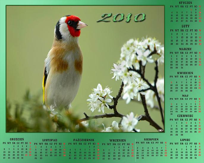 Kalendarze z ptakami - Bez nazwy 46.jpg