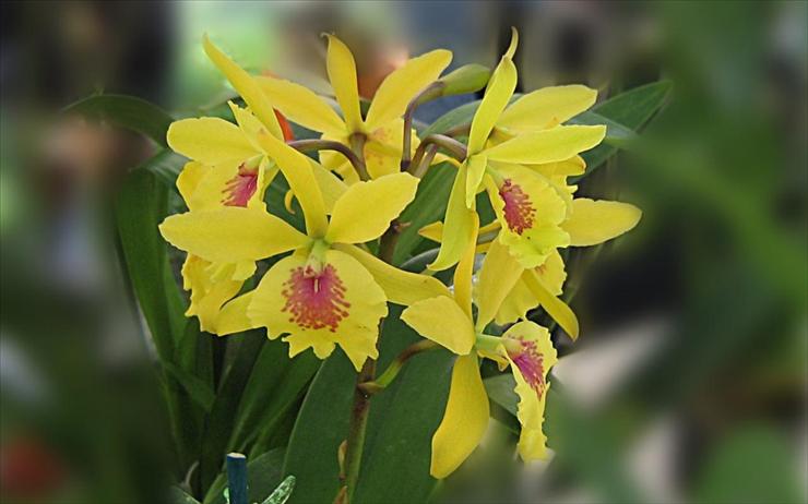 Kwiaty - yellow_orchid_widescreen-1440x900.jpg