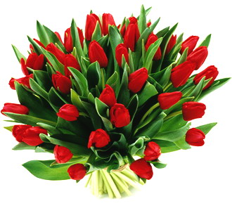 tulipany - tulipany3.jpg