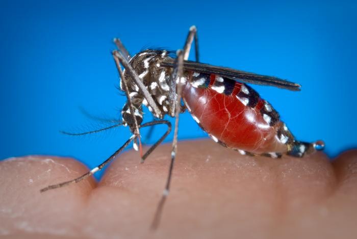 MAKROFOTO KOMARY - aedes_albopictus01.jpg