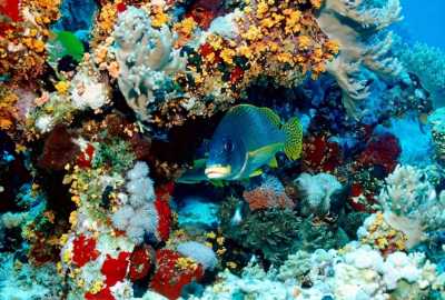 Rafy koralowe - Rafa.jpg