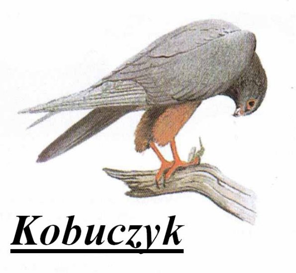 Ptaki1 - Kobuczyk b1.jpg