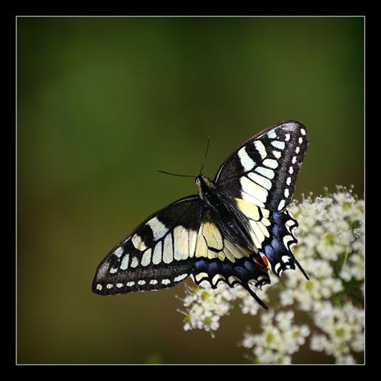 Piękne motyle - MOTYLE 315.jpg