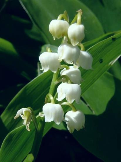 Konwalie - Convallaria majalis08-05-05.jpg