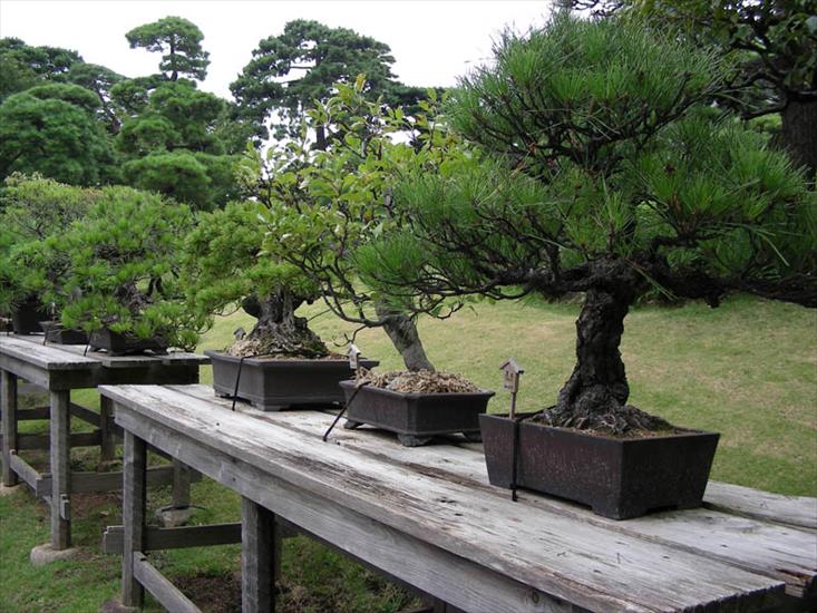 BONSAI DRZEWKA - bonsai_tree_art_garden.jpg