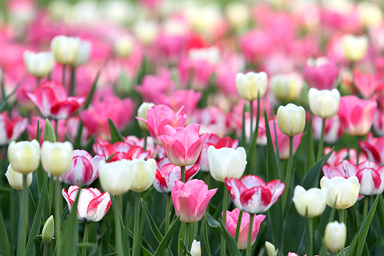 tulipany - 11427109.jpeg