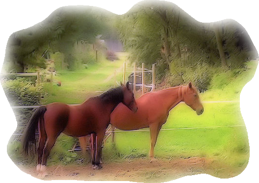 zwierzęta - konie 18.png