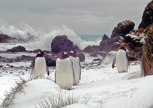 pingwiny - pingwiny białobrewe.jpg