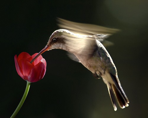 Uchwycone momenty - Fast-food-by-risquillo-flowers-birds-keiths-pics-pics-kular-Hmmm-razno-first_large.jpg