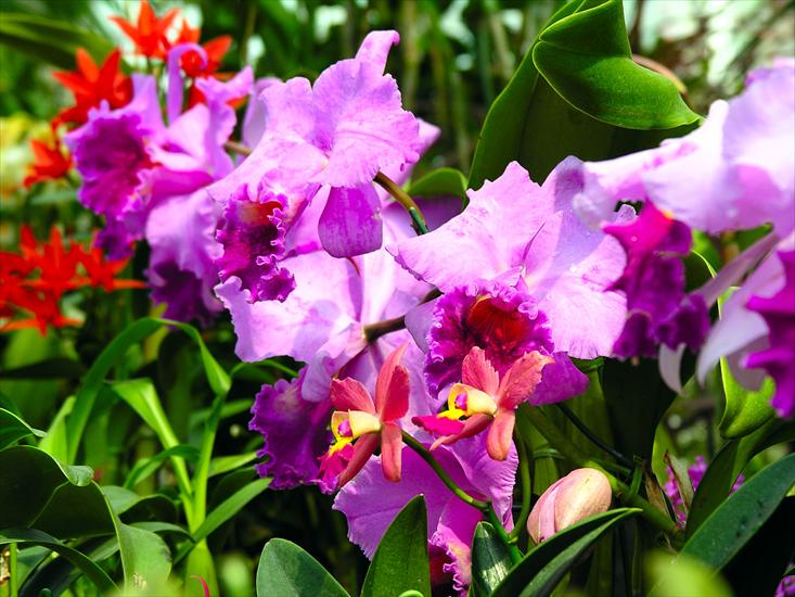 storczyki - orchid-1024x768-0027-346203.jpg
