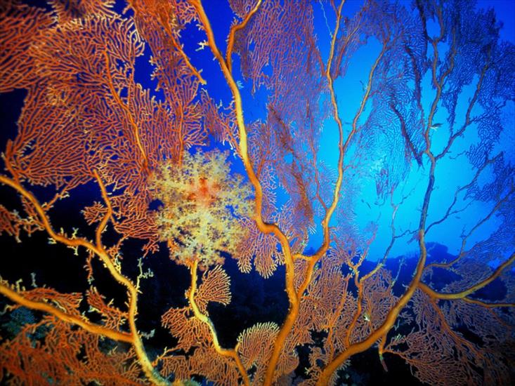 Rafy koralowe - orange_coral-2716.jpg