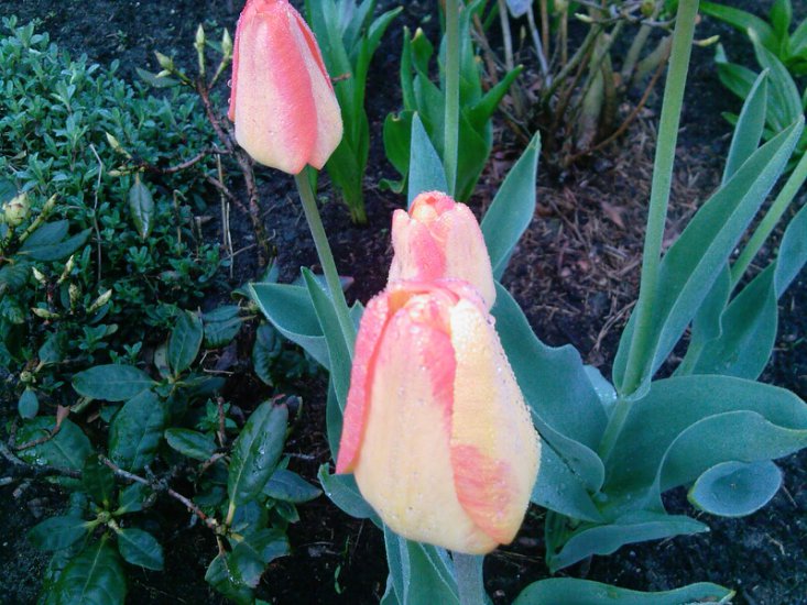 Tulipany-2014 - Zdjęcia-0039.jpg
