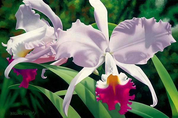 Brian Davis - bd2007b-white-and-magenta-orchids.jpg