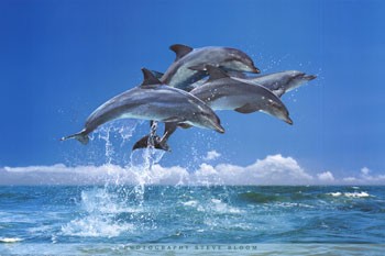 Delfiny i Orki - KJsde.jpg