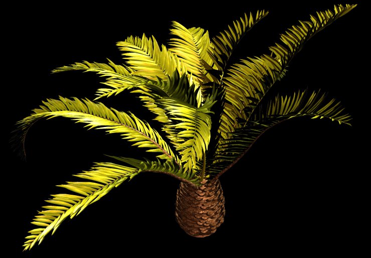 PNG-PALMY 1 - R11 - Palms - 2013 - 017.png