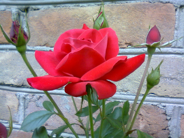 róże - roza_35401307907192.jpg