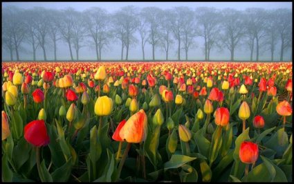 tulipany - 42f820770000a22a4a1d6f0a.jpg