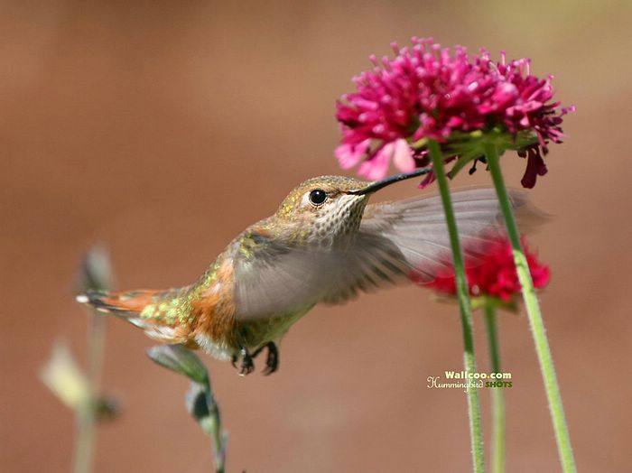 Ptaki - Hummingbird_Photo_Wallpaper_Kkc_fs_wallcoo.com.jpg