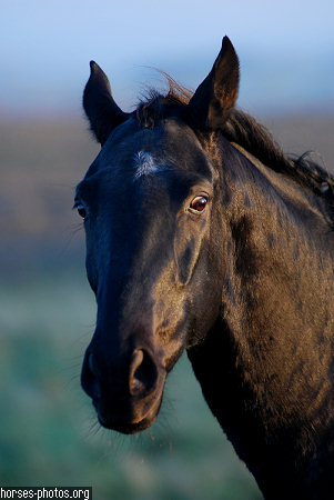 Konie - horse 4.jpg